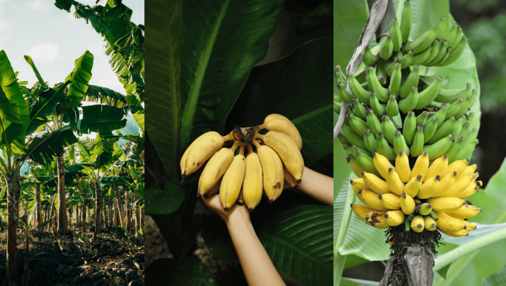 banana-plants-and-fruit-growing-at-an-agrivoltaic-farm-in-the-canary-islands.png