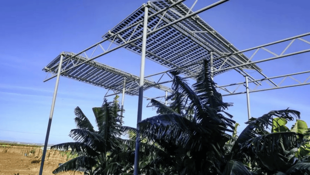 brite-solar-agrivoltaic-panels-mounted-at-6-metres-height-above-banana-plants-at-finca-rosita-galdar-gran-canaria.png