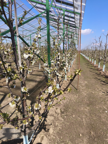 cherries-under-agri-pv-installation-romania-7.jpg