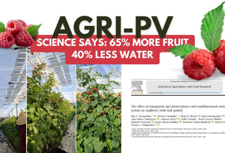 Brite Solar Agri-PV panels above raspberry crops in Cyprus, featured in a landmark peer-reviewed study published in the Journal of Agriculture and Food Research (Elsevier, 2026). Results confirmed a 65% increase in yield and 40% reduction in water consump