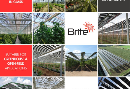 Brite Solar’s nanotechnology-based solar panel inside a modern greenhouse, delivering dual benefits for crops and clean energy.