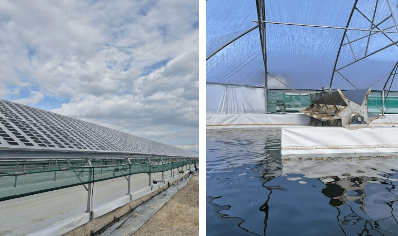 Semi-transparent Agri-PV panels installed on the roof of a hydroponic microalgae production unit