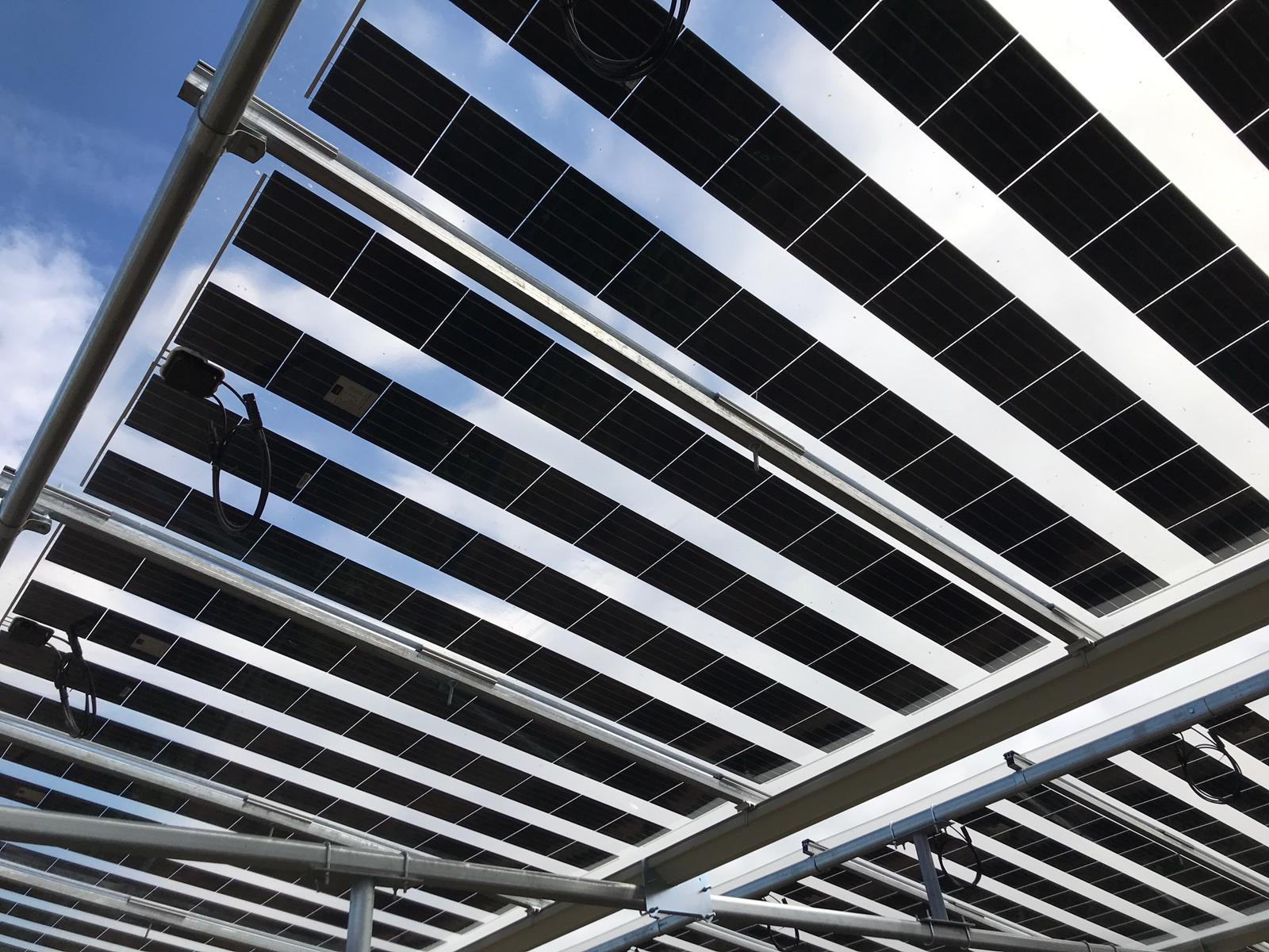 Brite Solar’s semi-transparent agrivoltaic panels with 50% light transmittance installed over open-field crops.